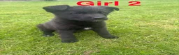 Mixed Breed dogs for sale: Slovakian shepherd puppies READY TO LEAVE NOW - Advert 4