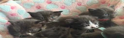Mixed Breed cats for sale: Beautiful family kittens *microchipped*  - Advert 4