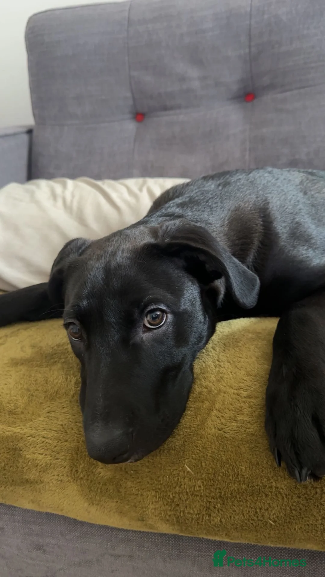 Mixed Breed dogs for sale: Black lab cross looking for new home. - Advert 2