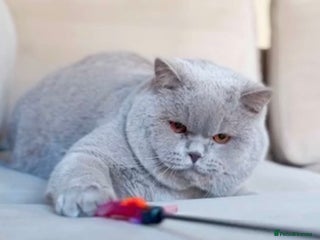 British Shorthair cats Super Chonky lilac boy - Advert 8