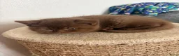 Brazilian Shorthair cats for sale: 5 British shorthair kittens - Advert 4