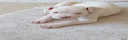 American Bull Staffy dogs for sale: Diamond  in Bristol - Advert 7