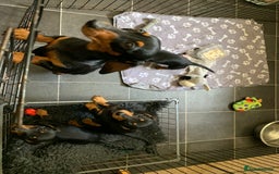 Dachshund dogs for sale: Miniature dachshund’s puppies  - Image 9