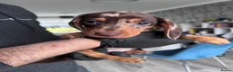 Dachshund dogs for sale: 5 beautiful Dachshund puppies in Leeds - Advert 15