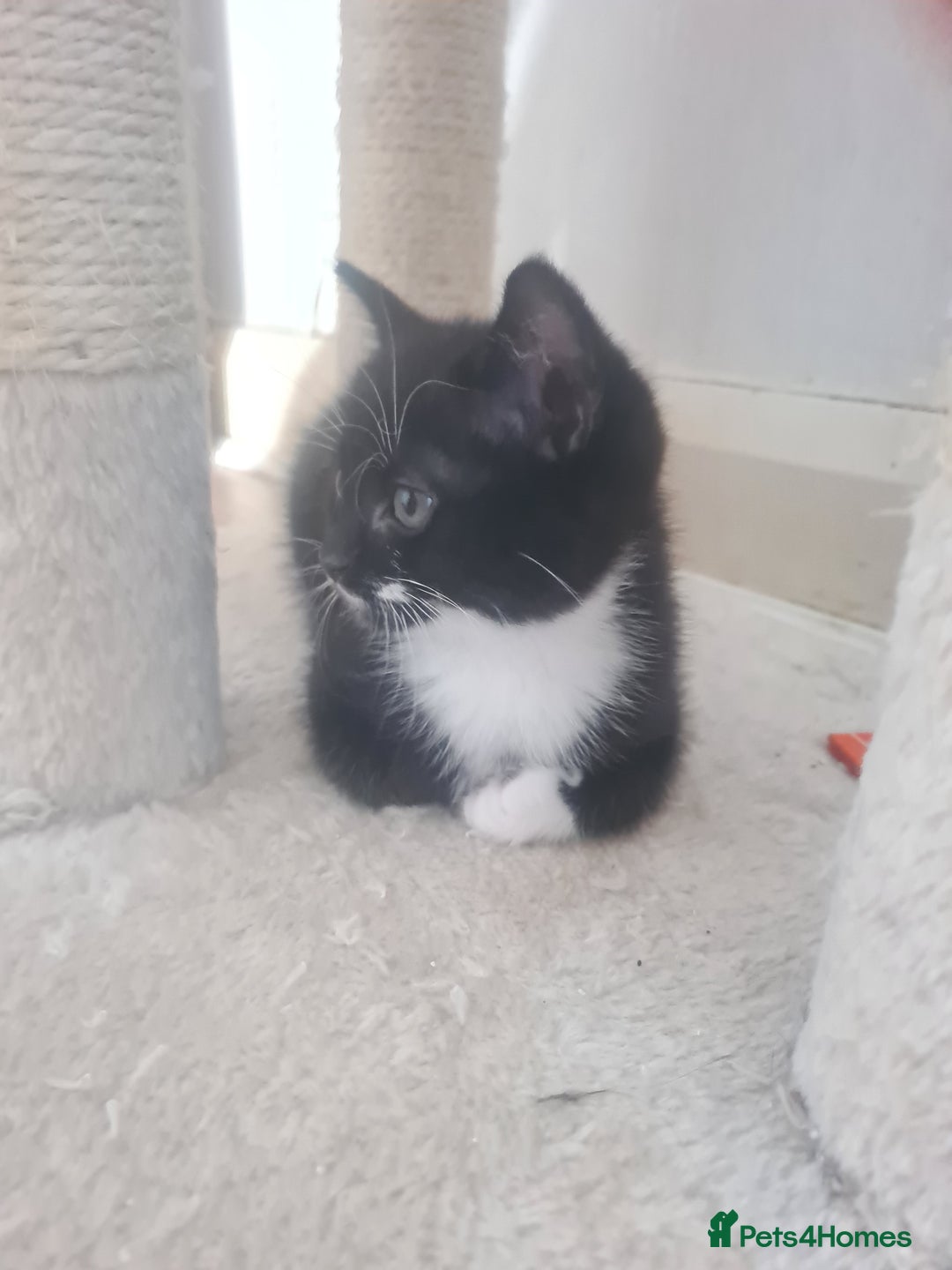 British Shorthair cats for sale: Lovely 1 black and 2 black & white kitten - Image 2