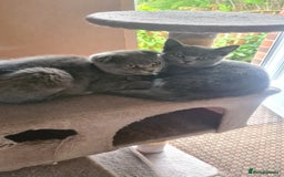 Scottish Fold cats for sale: Scotish kittens  - Image 3