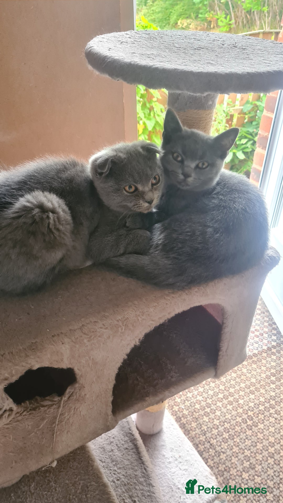 Scottish Fold cats for sale: Scotish kittens  - Image 3
