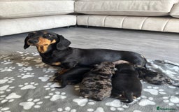 Miniature Dachshund dogs for sale: Miniature dachshund  - Advert 1