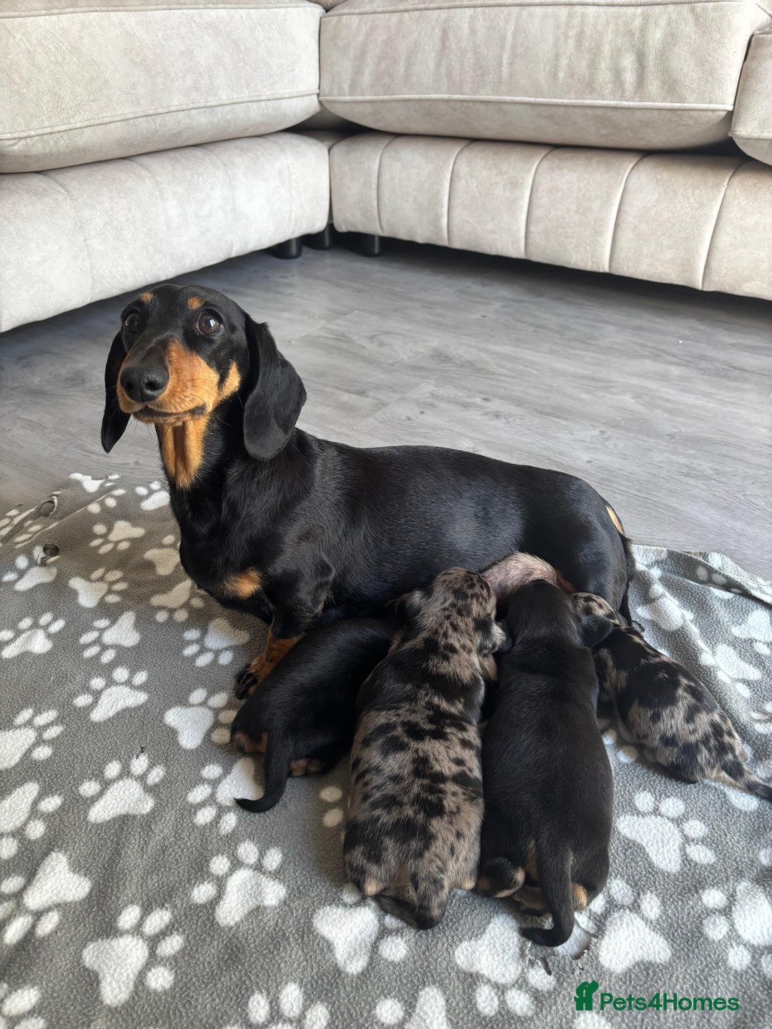 Miniature Dachshund dogs for sale: Miniature dachshund  - Advert 1