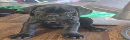 Cane Corso dogs for sale: CANE CORSO PUPPIES ready to leave/4 males - Advert 7