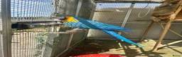 Cockatoo birds for sale: Macaw and Mollucan Cockatoo - Advert 6