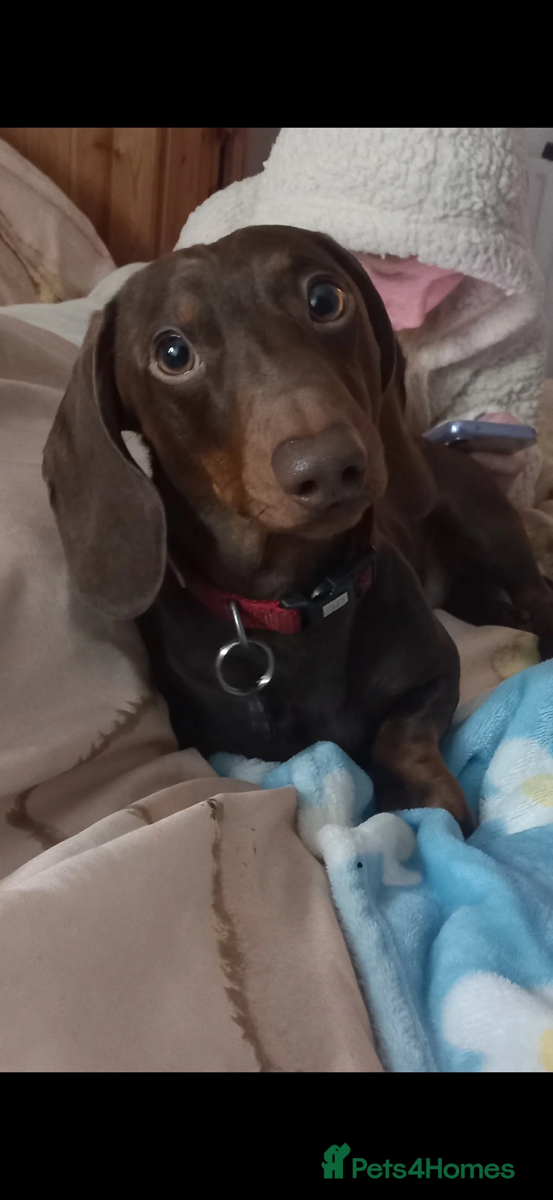 Dachshund dogs for stud: Hugo Lewis in Liverpool - Advert 2