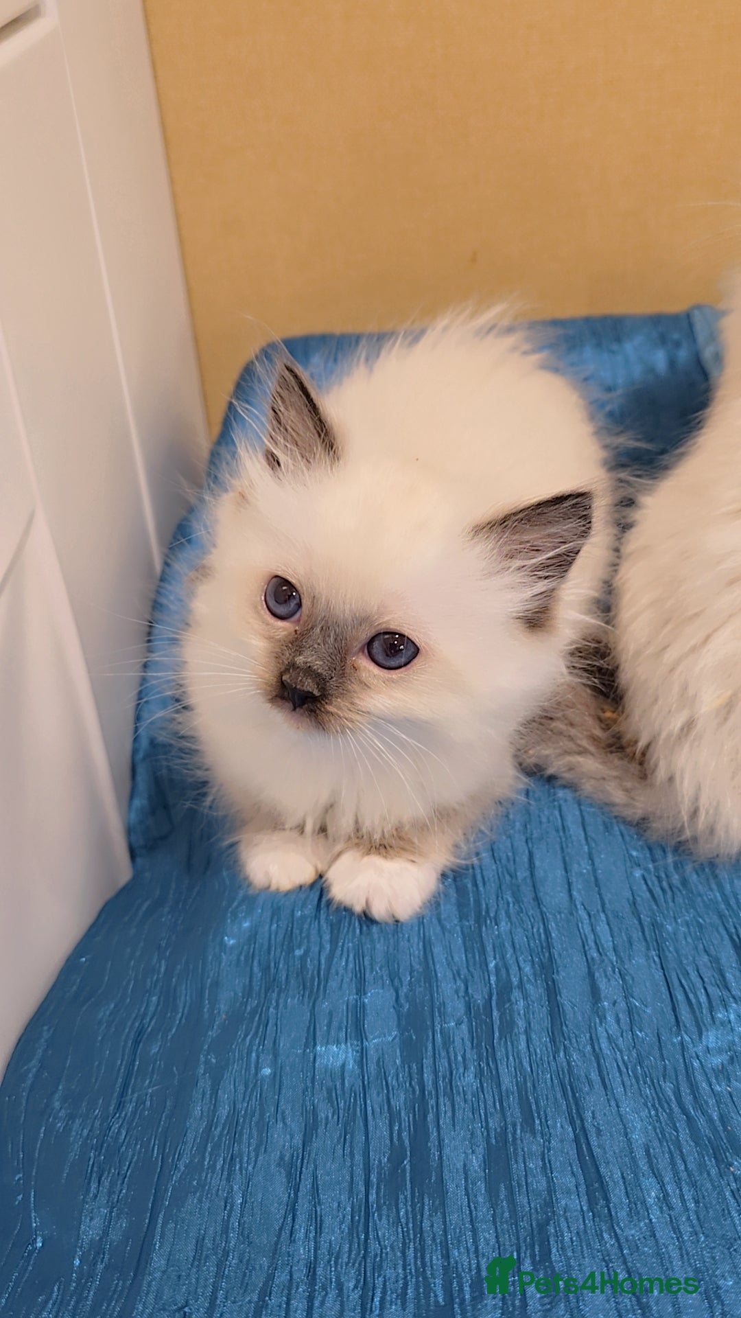 Ragdoll cats for sale: TICA REGISTERED KITTENS/Active - Advert 13