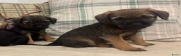 Border Terrier dogs for sale: KC reg border terrier pups  - Advert 5