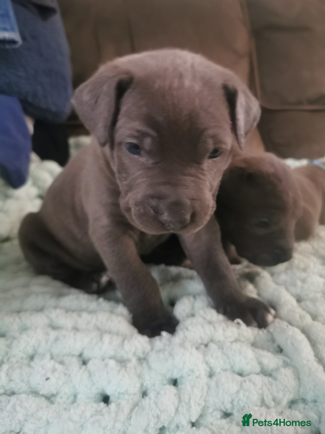 Cane Corso dogs for sale: Cane corso puppies - Advert 10