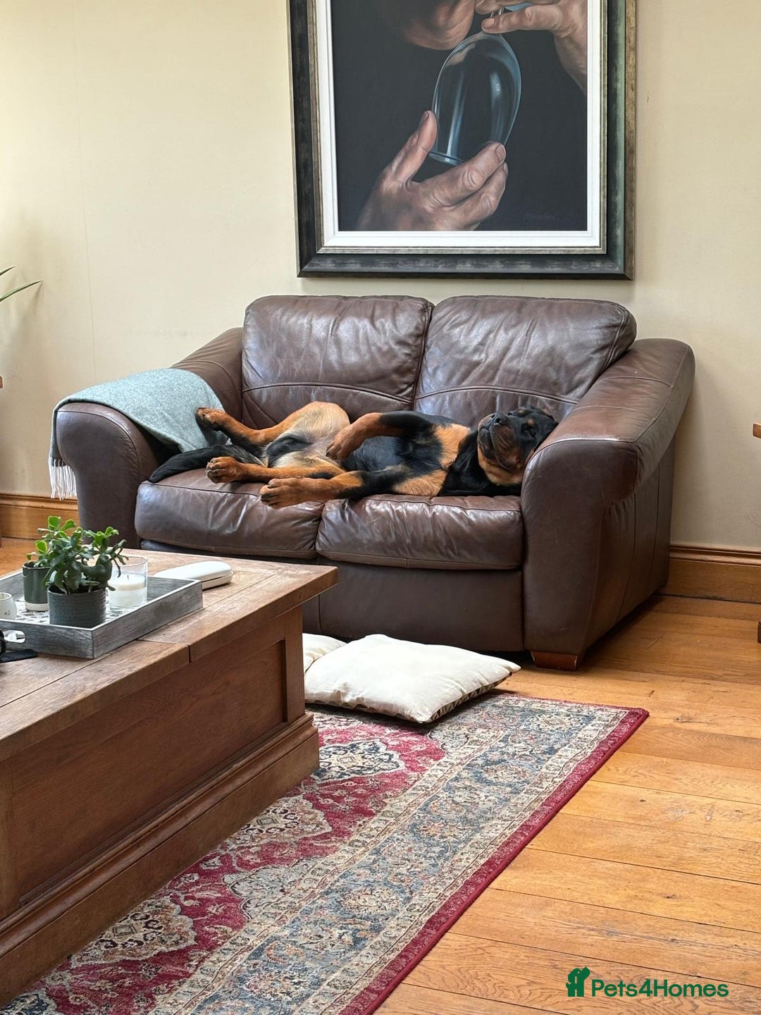 Rottweiler dogs for stud: Rottweiler for stud - Advert 8