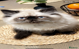 Persian cats for sale: 🔥 Beautiful Rare Blue eyed GIRL 🔥 - Image 1