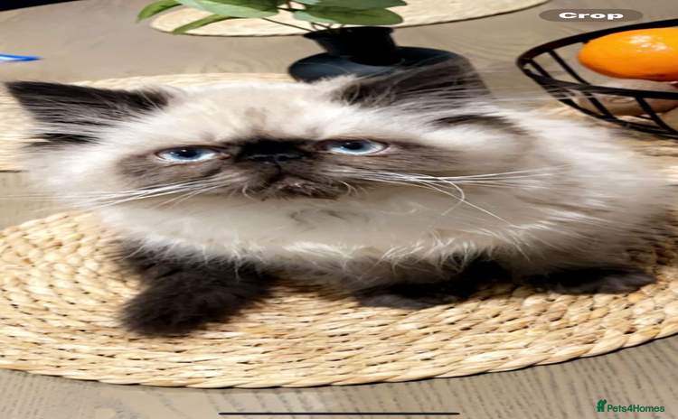 Persian cats - Advert 3