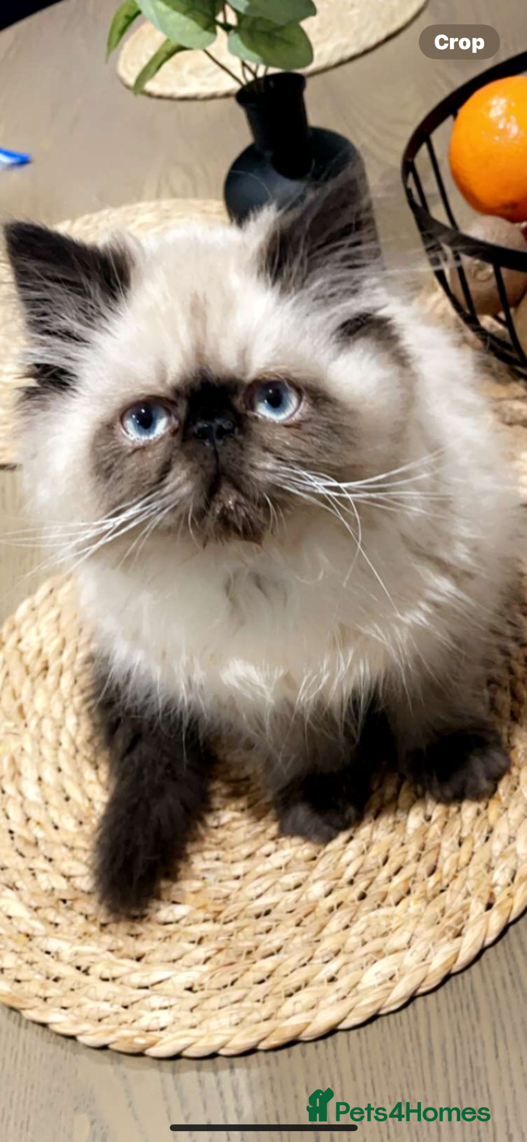 Persian cats for sale: 🔥 Beautiful Rare Blue eyed GIRL 🔥 - Image 1