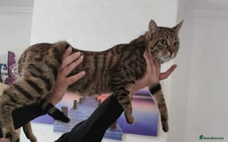 Bengal cats for sale: Adorable kittens - Image 5