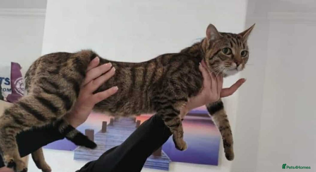 Bengal cats for sale: Adorable kittens - Image 5