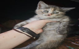 Mixed Breed cats for sale: Quarter persian fluffy kittens for sale - Image 25