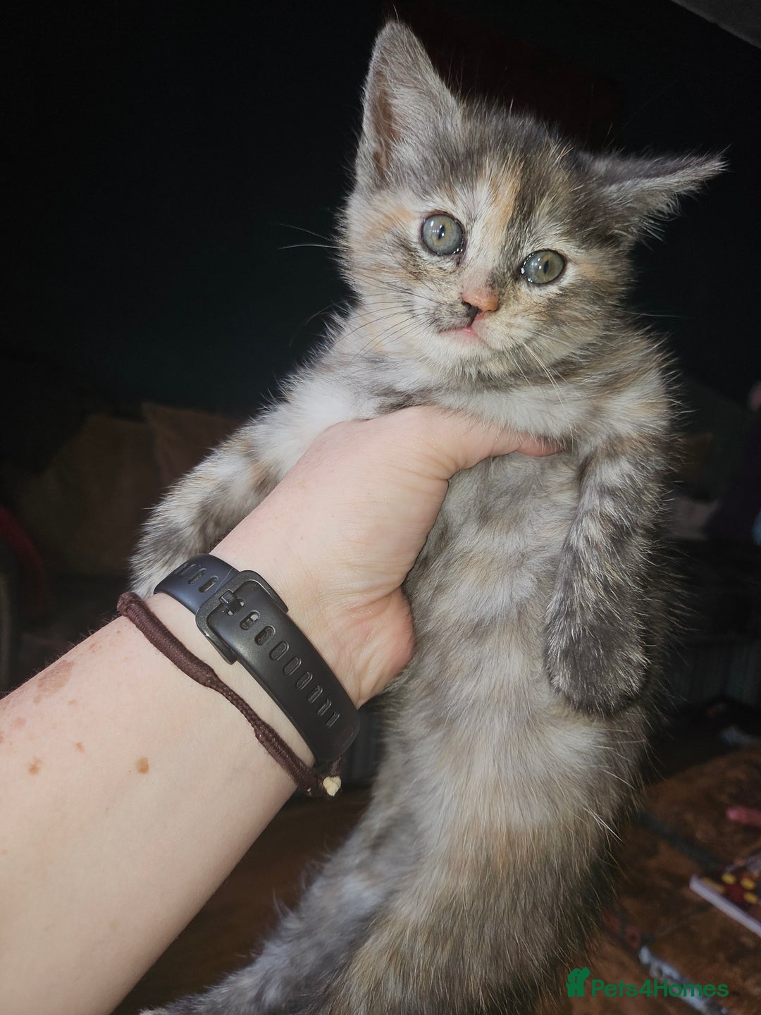 Mixed Breed cats for sale: Quarter persian fluffy kittens for sale - Image 25