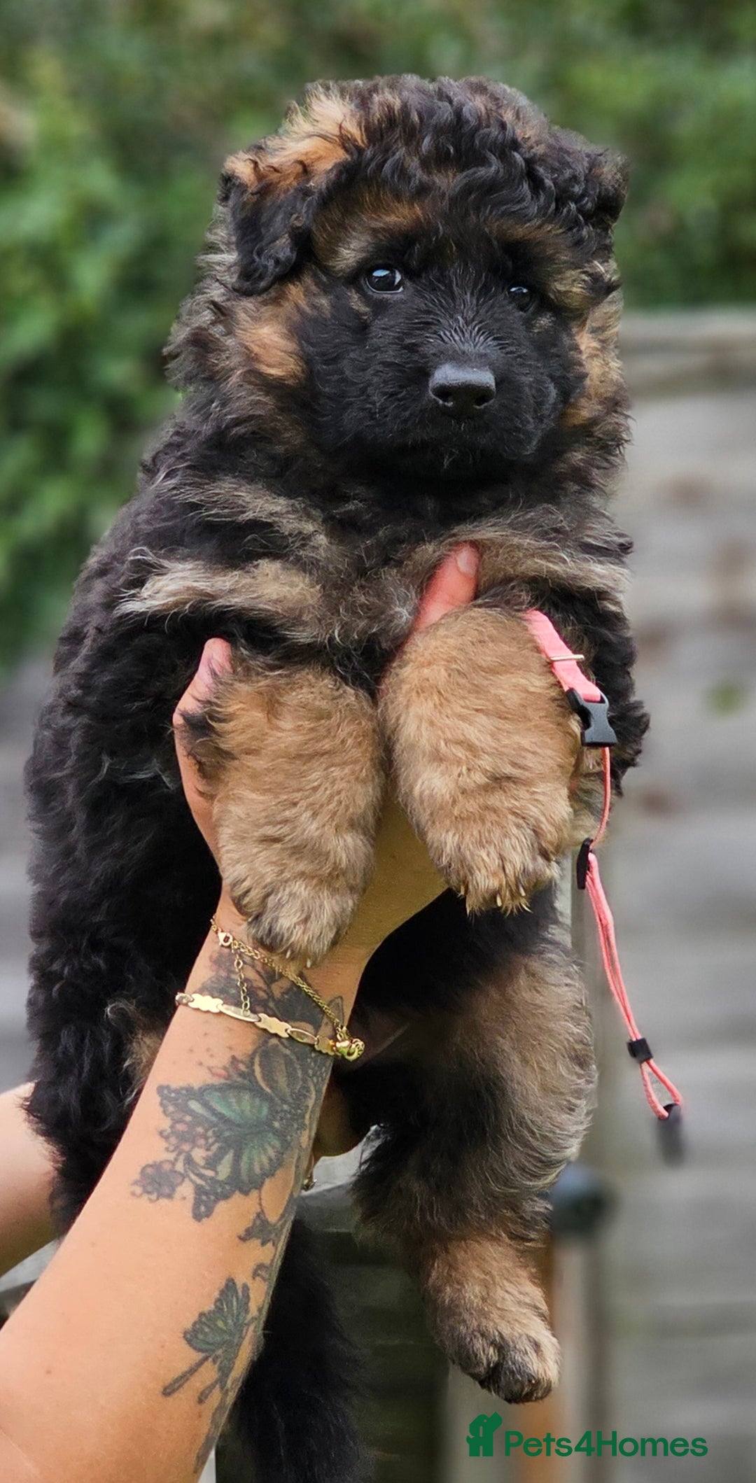 German Shepherd dogs for sale: Long Coat, Health tested, DM clear, GSD pups - Image 1