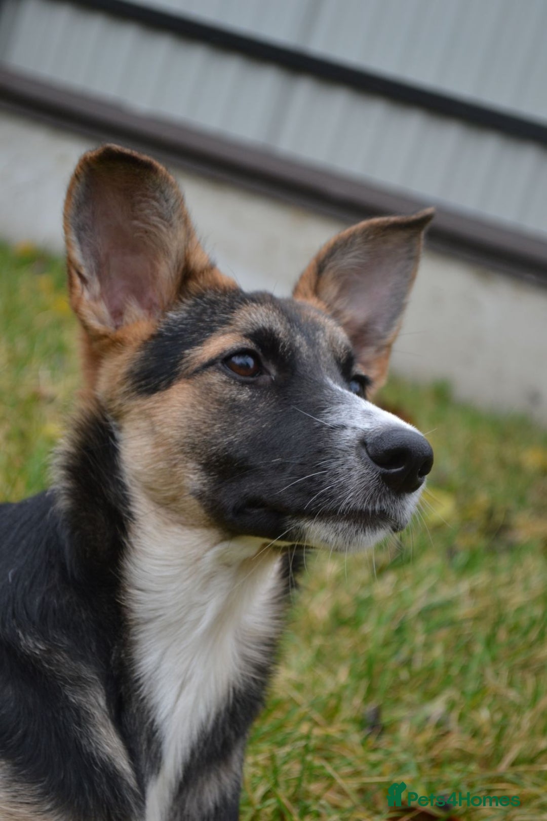 Mixed Breed dogs for adoption: ❤️🐶Busia- 6(7) month lower-medium girl ❤️🐶 - Advert 9