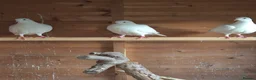 Pigeons birds for sale: 3 Stunning White Pigeons For Sale - Advert 3
