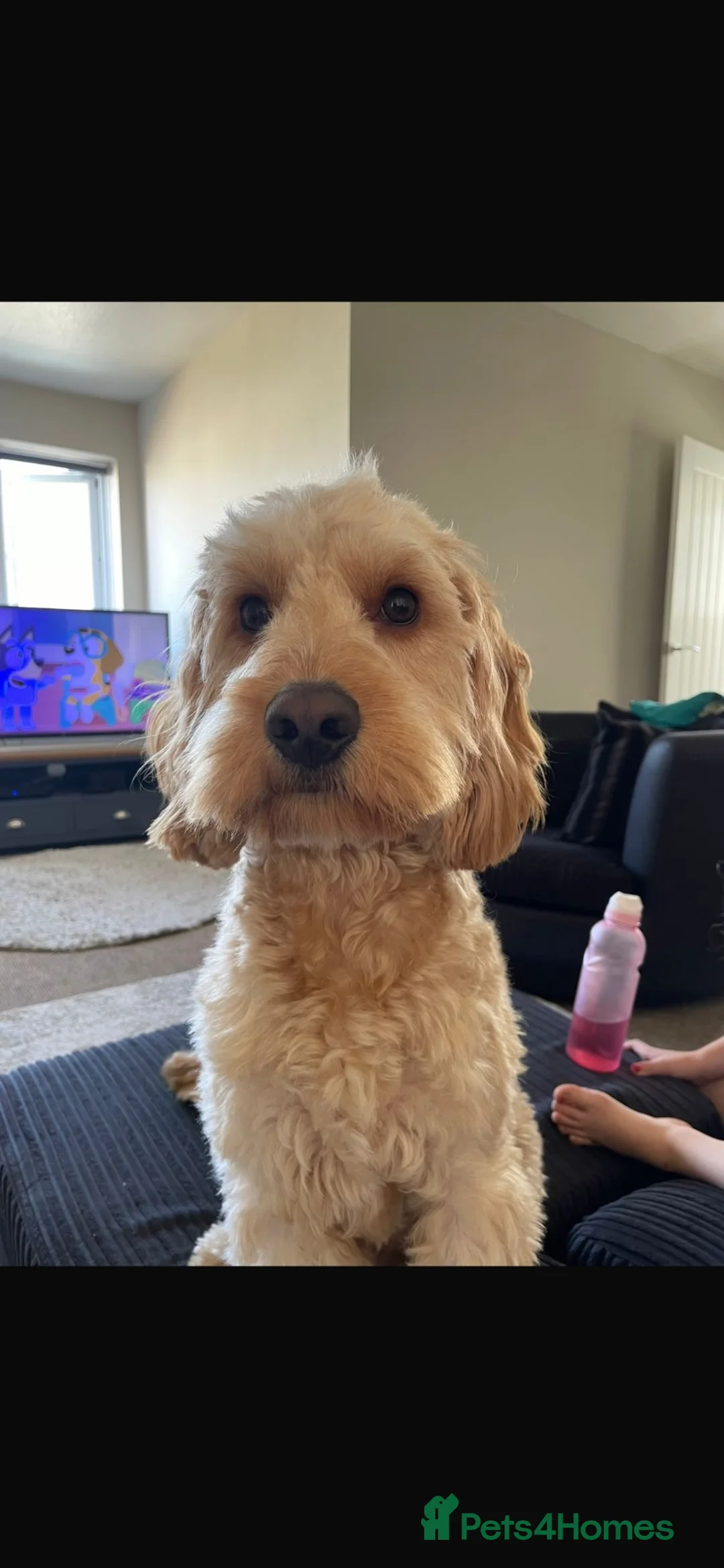 Cockapoo dogs for sale: Teddy - 1 year old male cockapoo  - Advert 15