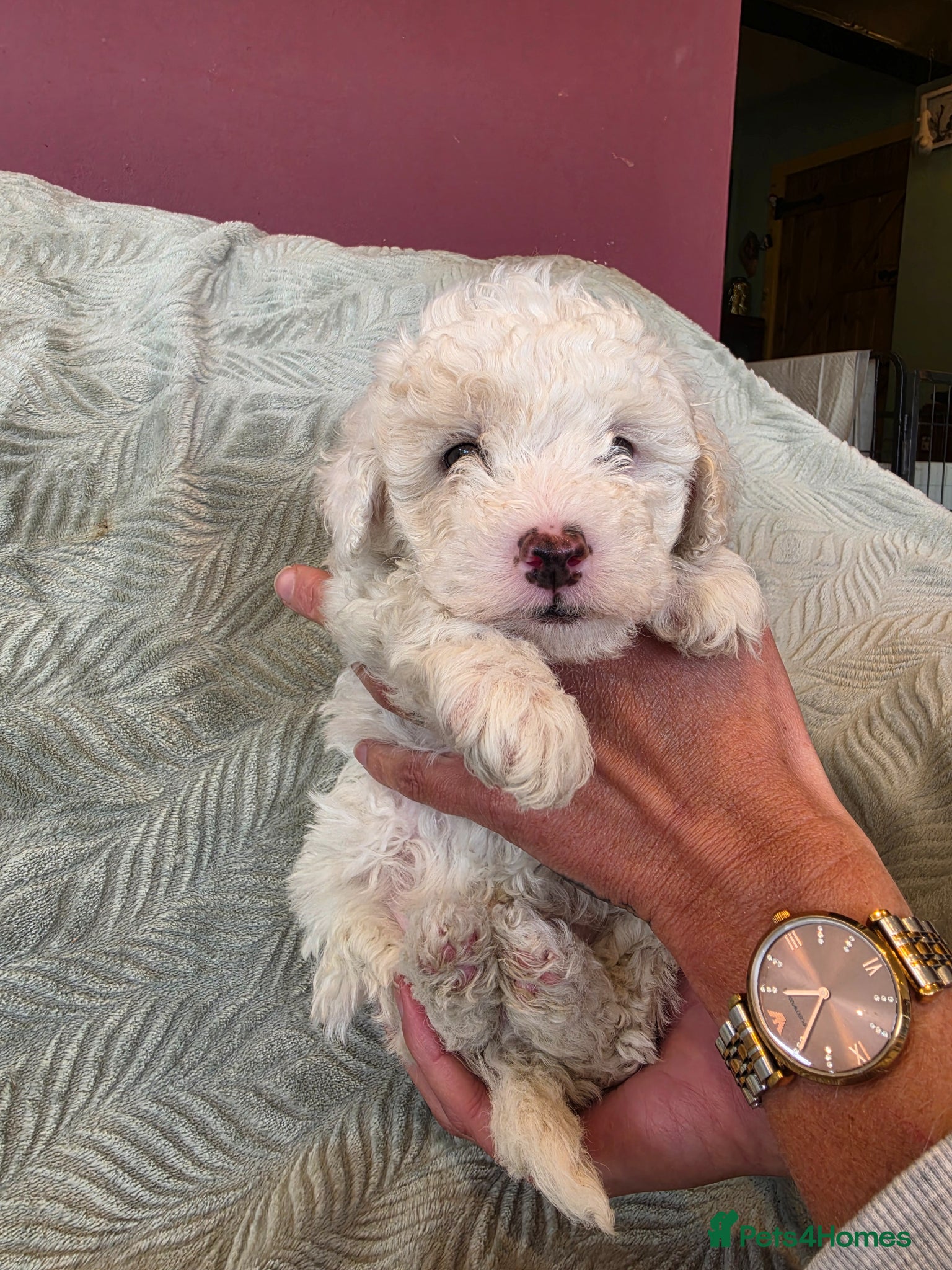 Toy Poodle dogs Pure Toy Poodle Puppies  - Advert 1