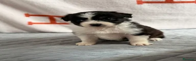 Australian Shepherd 2