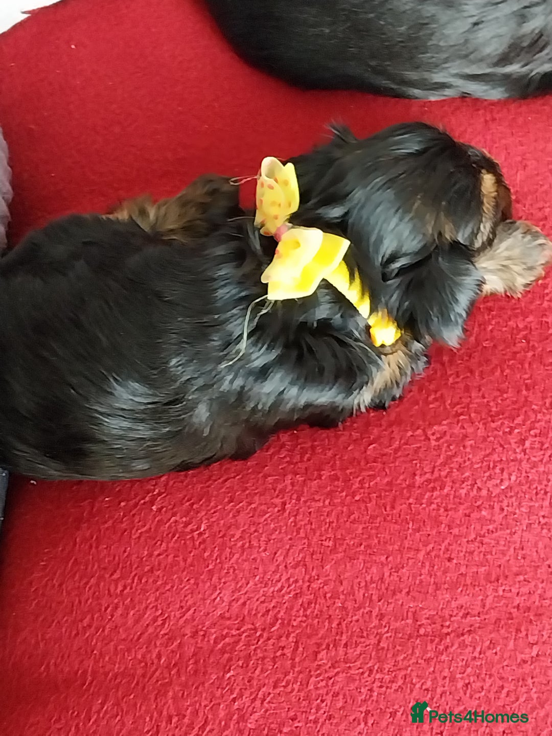 Yorkshire Terrier dogs for sale: Miniature Yorkshire Terrier Puppies  - Advert 14