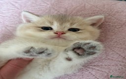 British Shorthair cats for sale: Ready now golden BSH - Image 12