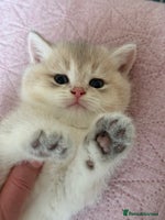 British Shorthair cats READY Champion lines Blue Golden BSH - Advert 14