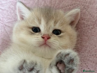British Shorthair cats READY Champion lines Blue Golden BSH - Advert 9