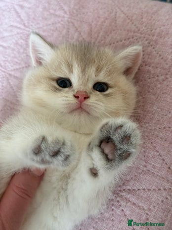 British Shorthair cats Ready Champion lines Golden BSH - Advert 2