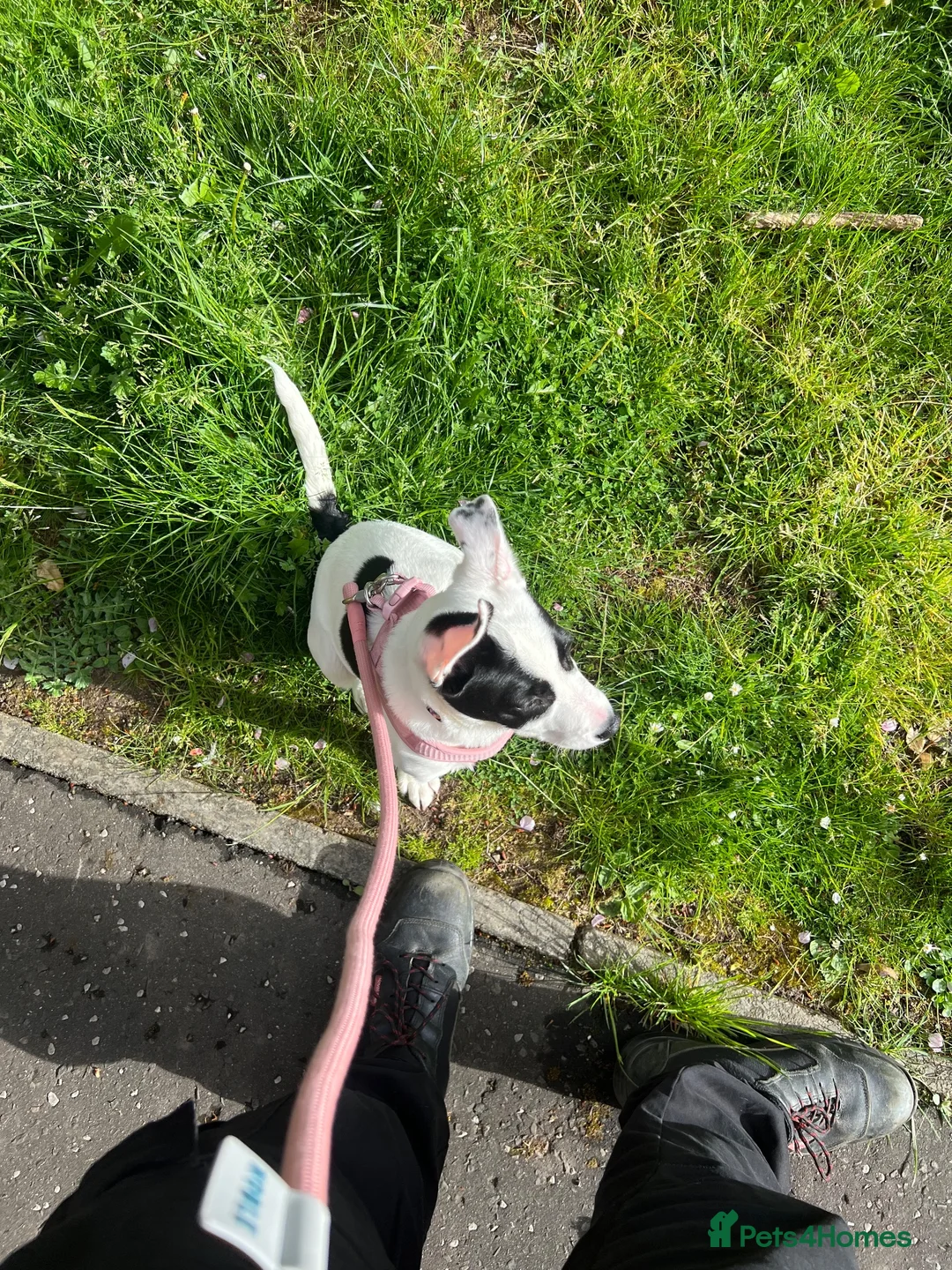 Mixed Breed dogs for sale: Peach looking for a new home  - Advert 6