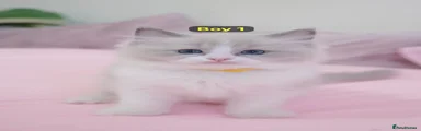 Ragdoll 4