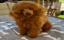 Maltipoo dogs for sale: Tiny Maltipoo Puppies - Image 24