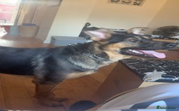 Mixed Breed dogs for sale: Playful puppy needing loving home - Image 4