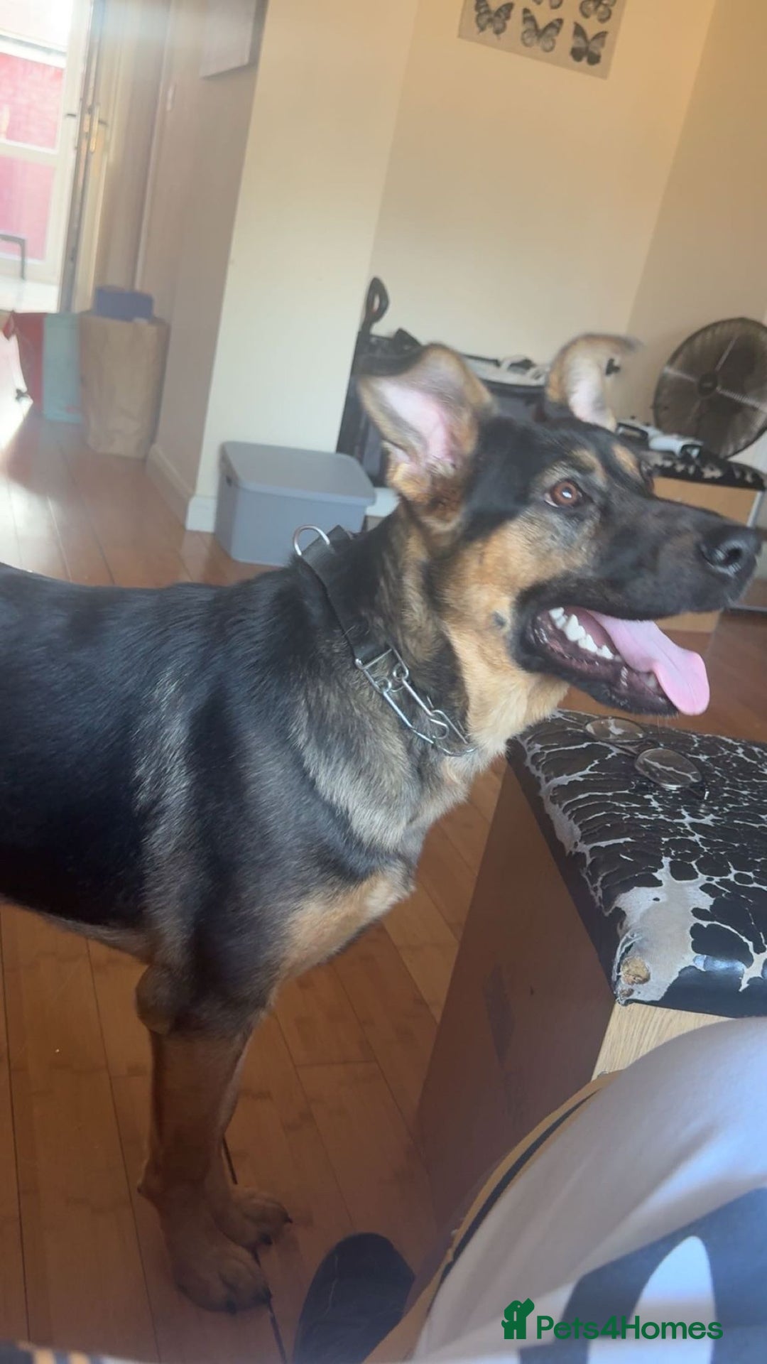 Mixed Breed dogs for sale: Playful puppy needing loving home - Image 4