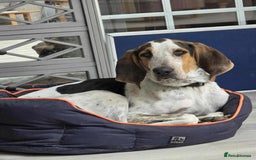 Mixed Breed dogs for adoption: Young Sabueso Hound Henry looking for a new home - Image 8