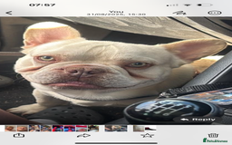 French Bulldog dogs for sale: Hugo  - Image 2