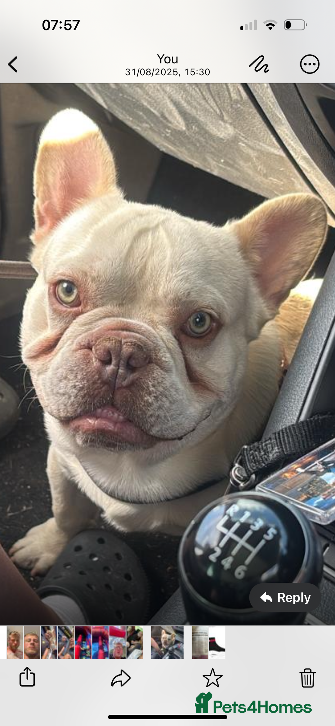 French Bulldog dogs for sale: Hugo  - Image 2