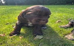 Cocker Spaniel dogs for sale: BEAUTIFUL KC SHOW TYPE COCKER SPANIELS  - Image 9