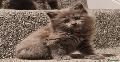 Maine Coon cats - Advert 3