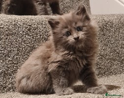 Maine Coon cats - Advert 3