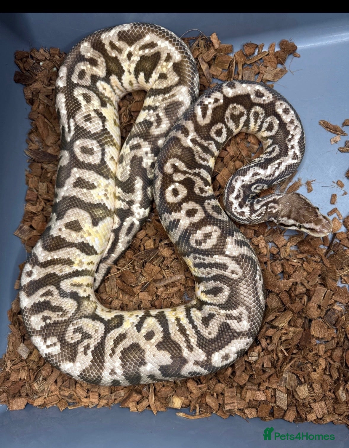 Python Snake reptiles Lemon Pastel Granite Hidden Gene Woma pos het Pied - Advert 1